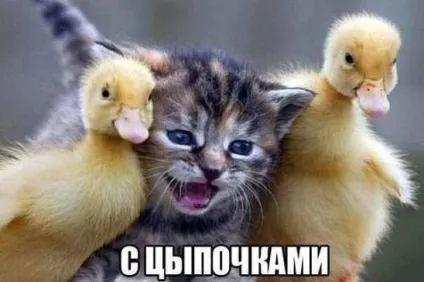 Смішні картинки про котів з написами (котів) Смішні картинки про котів з написами