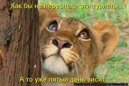Смішні картинки про котів з написами (котів) Смішні картинки про котів з написами