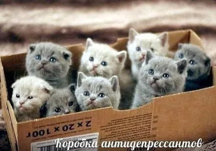 Смішні картинки про котів з написами (котів) Смішні картинки про котів з написами