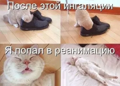 Смішні картинки про котів з написами (котів) Смішні картинки про котів з написами
