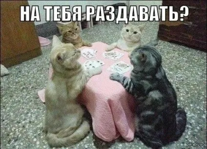 Смішні картинки про котів з написами (котів) Смішні картинки про котів з написами