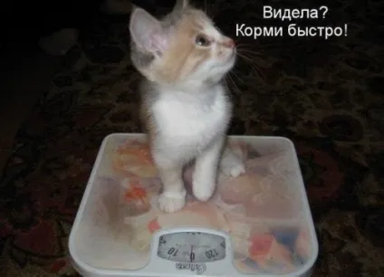 Смішні картинки про котів з написами (котів) Смішні картинки про котів з написами