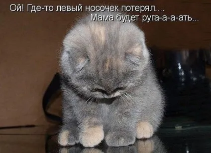 Смішні картинки про котів з написами (котів) Смішні картинки про котів з написами