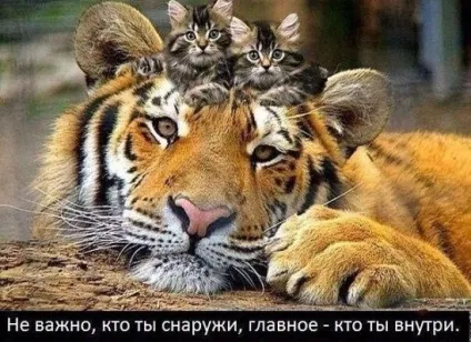 Смішні картинки про котів з написами (котів) Смішні картинки про котів з написами