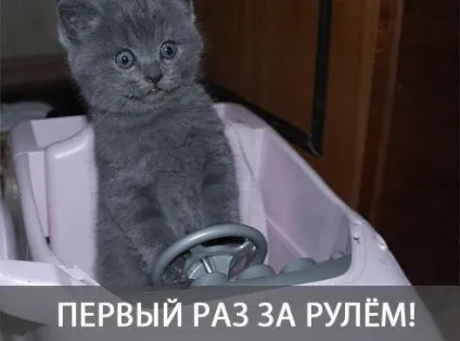 Смішні картинки про котів з написами (котів) Смішні картинки про котів з написами