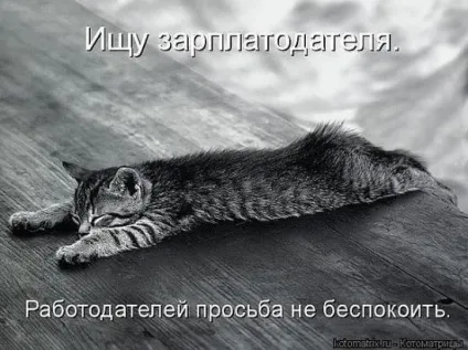 Смішні картинки про котів з написами (котів) Смішні картинки про котів з написами