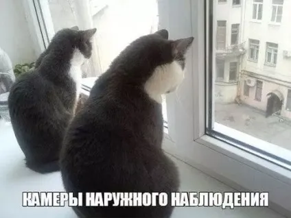 Смішні картинки про котів з написами (котів) Смішні картинки про котів з написами