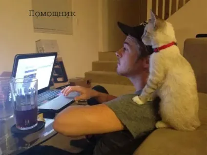 Смішні картинки про котів з написами (котів) Смішні картинки про котів з написами