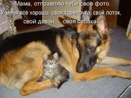 Смішні картинки про котів з написами (котів) Смішні картинки про котів з написами