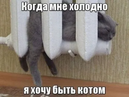 Смішні картинки про котів з написами (котів) Смішні картинки про котів з написами