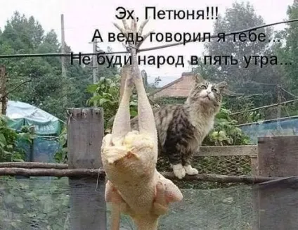 Смішні картинки про котів з написами (котів) Смішні картинки про котів з написами