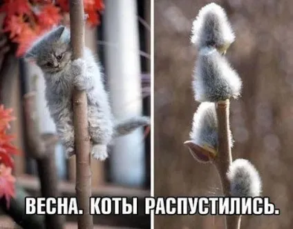 Смішні картинки про котів з написами (котів) Смішні картинки про котів з написами