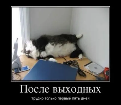 Смішні картинки про котів з написами (котів) Смішні картинки про котів з написами