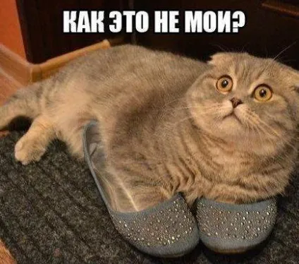 Смішні картинки про котів з написами (котів) Смішні картинки про котів з написами