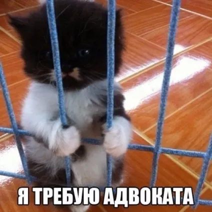 Смішні картинки про котів з написами (котів) Смішні картинки про котів з написами