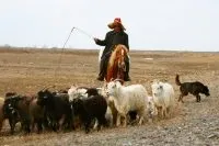 сонник павук