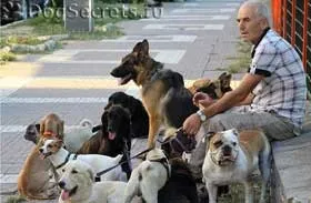 Зміст великий собаки в місті, вихід в місто (вихід. Прогулянка) Зміст великий собаки в місті, вихід в місто