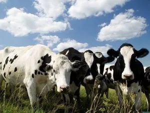 Сонник корова з телям жінці бачити уві сні до чого сниться (корова) Сонник корова з телям жінці бачити уві сні до чого сниться
