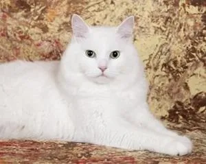 Сонник лащиться кішка