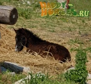 Сон і відпочинок коней