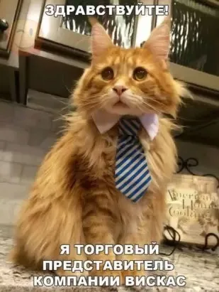 Смішні картинки про котів з написами (котів) Смішні картинки про котів з написами