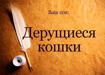 Сонник кішки б'ються між собою уві сні бачити до чого наснилося (б'ються) Сонник кішки б'ються між собою уві сні бачити до чого наснилося