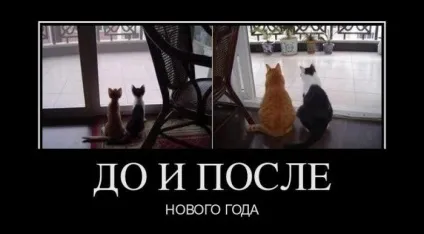 Смішні картинки про котів з написами (котів) Смішні картинки про котів з написами