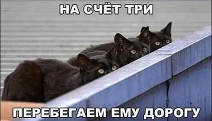 Смішні картинки про котів з написами (котів) Смішні картинки про котів з написами