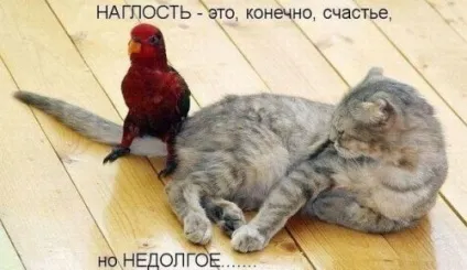 Смішні картинки про котів з написами (котів) Смішні картинки про котів з написами