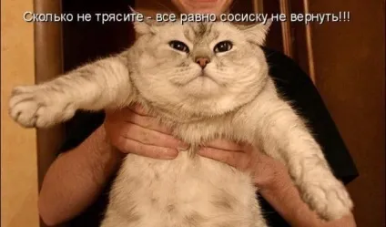 Смішні картинки про котів з написами (котів) Смішні картинки про котів з написами