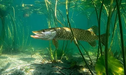 Сонник риба в воді до чого сниться риба в воді уві сні (чого) Сонник риба в воді до чого сниться риба в воді уві сні
