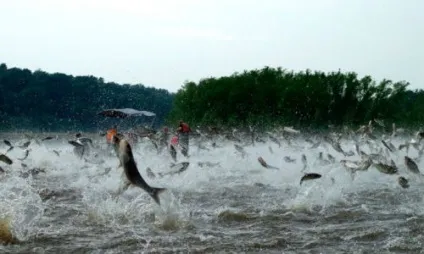 Сонник риба в воді до чого сниться риба в воді уві сні (воді) Сонник риба в воді до чого сниться риба в воді уві сні