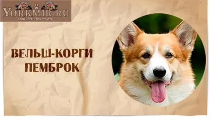 Смішні породи собак з назвами, список смішних порід собак (породи) Смішні породи собак з назвами, список смішних порід собак