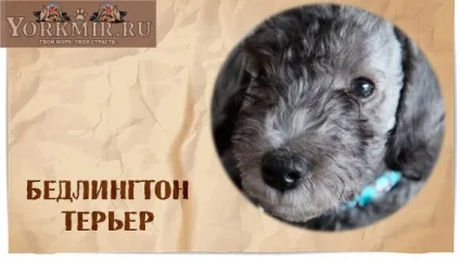Смішні породи собак з назвами, список смішних порід собак (собак) Смішні породи собак з назвами, список смішних порід собак