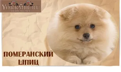 Смішні породи собак з назвами, список смішних порід собак (смішних) Смішні породи собак з назвами, список смішних порід собак