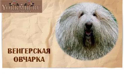 Смішні породи собак з назвами, список смішних порід собак (породи) Смішні породи собак з назвами, список смішних порід собак
