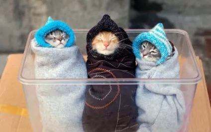 Смішні картинки про котів з написами (котів) Смішні картинки про котів з написами