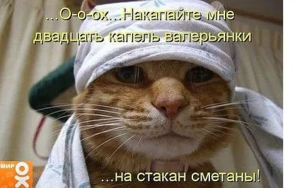 Смішні картинки про котів з написами (котів) Смішні картинки про котів з написами