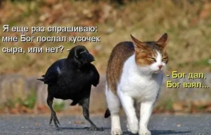 Смішні картинки про котів з написами (котів) Смішні картинки про котів з написами