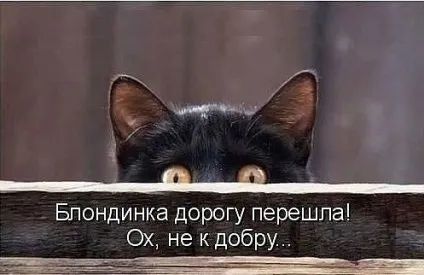 Смішні картинки про котів з написами (котів) Смішні картинки про котів з написами