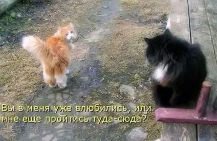Смішні картинки про котів з написами (котів) Смішні картинки про котів з написами