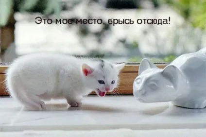 Смішні картинки про котів з написами (котів) Смішні картинки про котів з написами