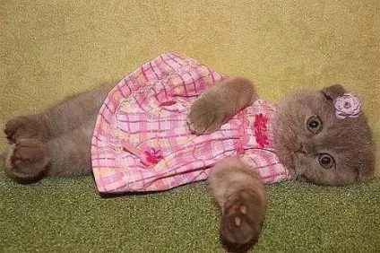 Смішні картинки про котів з написами (котів) Смішні картинки про котів з написами