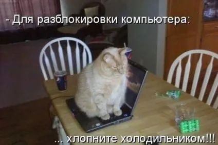 Смішні картинки про котів з написами (котів) Смішні картинки про котів з написами