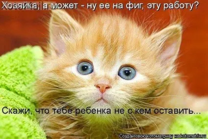 Смішні картинки про котів з написами (котів) Смішні картинки про котів з написами