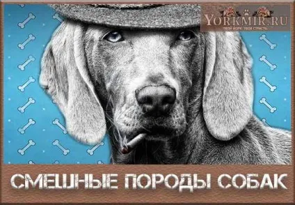 Смішні породи собак з назвами, список смішних порід собак (собак) Смішні породи собак з назвами, список смішних порід собак