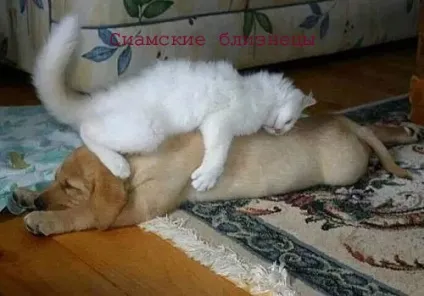Смішні картинки про котів з написами (котів) Смішні картинки про котів з написами