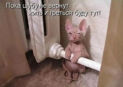 Смішні картинки про котів з написами (котів) Смішні картинки про котів з написами