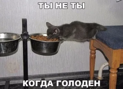 Смішні картинки про котів з написами (котів) Смішні картинки про котів з написами