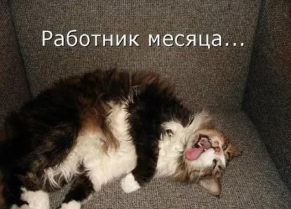 Смішні картинки про котів з написами (котів) Смішні картинки про котів з написами